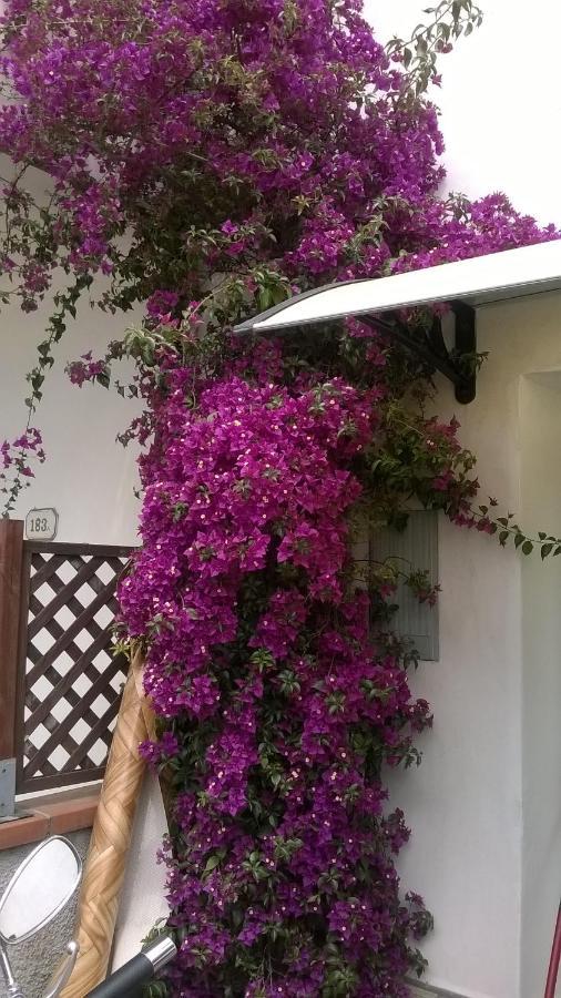 Vila Rainbow House With Garden Viareggio Exteriér fotografie